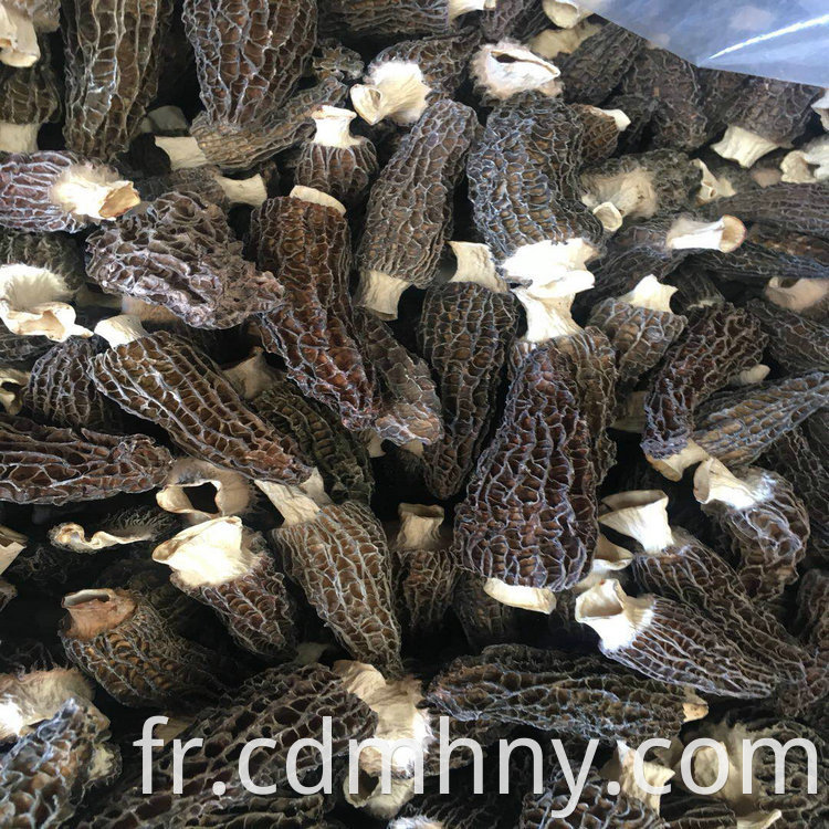 Morchella Vulgaris 15